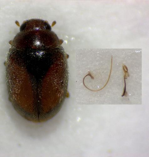 Scymnus mediterraneus